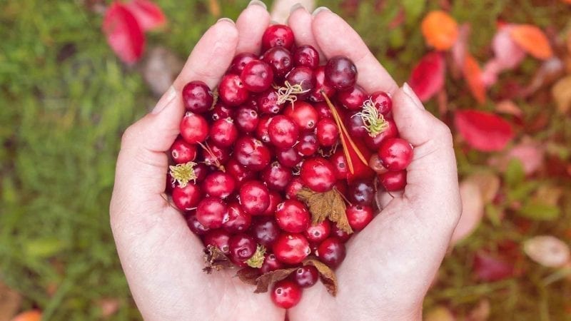 Rote Cranberrys in zwei Handinnenflächen