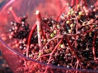 Hounderbeeren im Glas