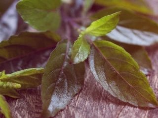 Blätter von Holy Basil (Tulsi)