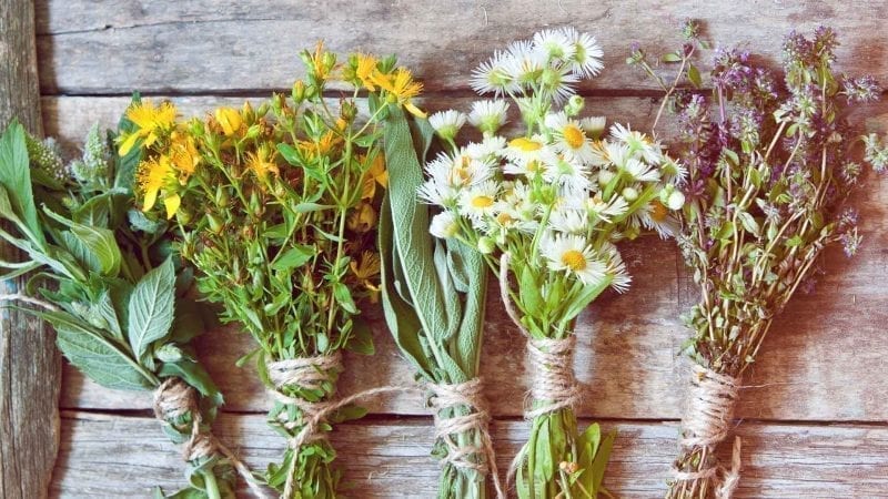 mehrere Kräuter und Blumen in Bündeln