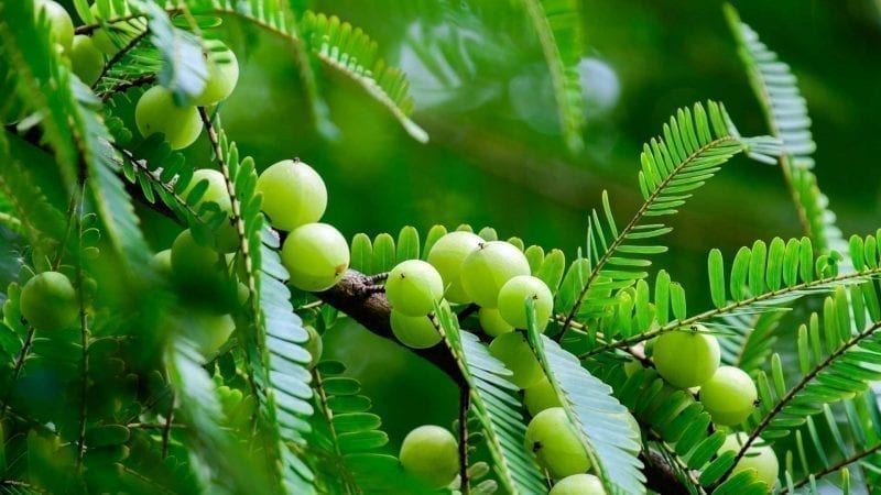 Amlabeeren an einem Zweig