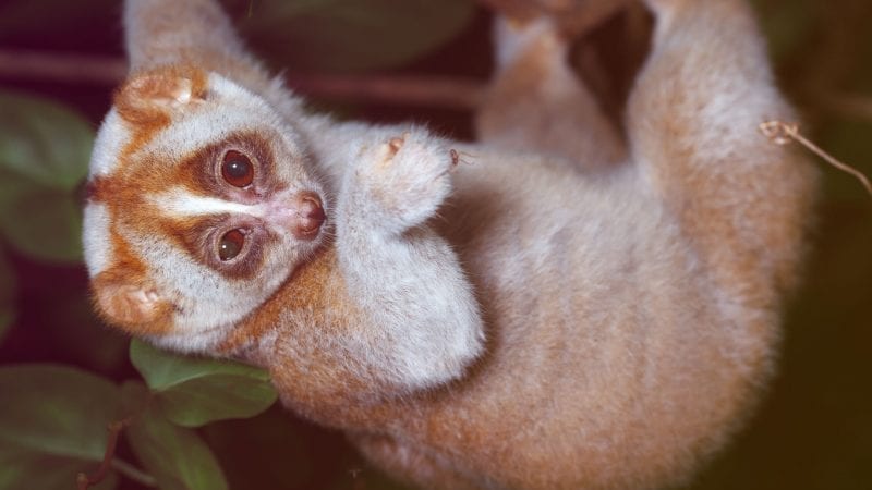 Plumploris hängt an einem Zweig