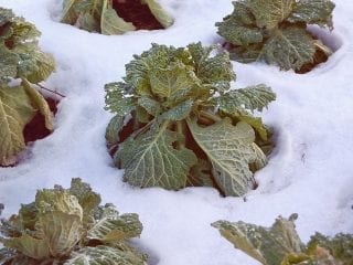 Kohlköpfe im Schneefeld