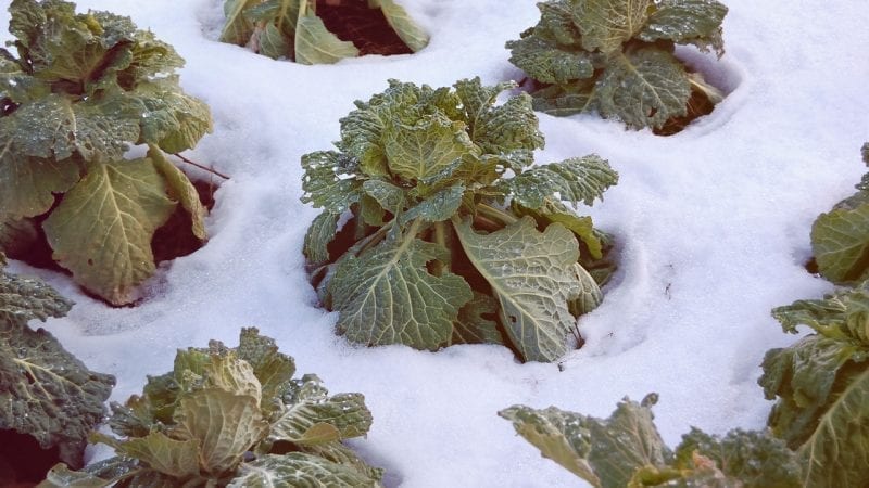 Kohlköpfe im Schneefeld