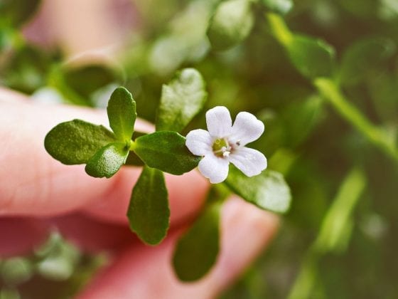 Brahmi weiße Blüte