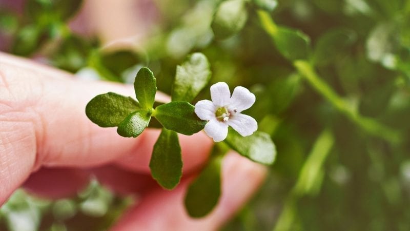 Brahmi weiße Blüte