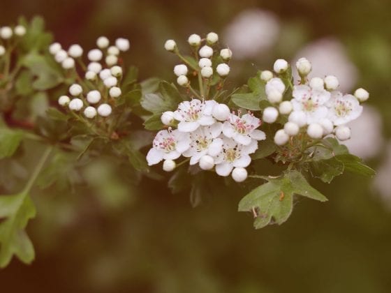 Weissdornblueten