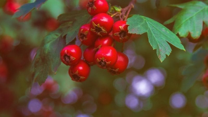 Rote Weissdornf