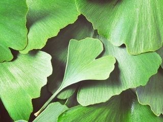 ginkgo blaetter