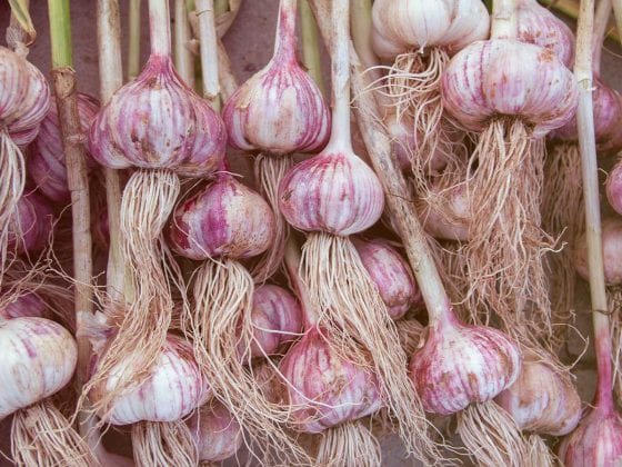 Frischer Knoblauch ist von weiß-violetter Farbe.