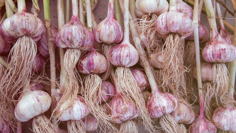 Frischer Knoblauch ist von weiß-violetter Farbe.