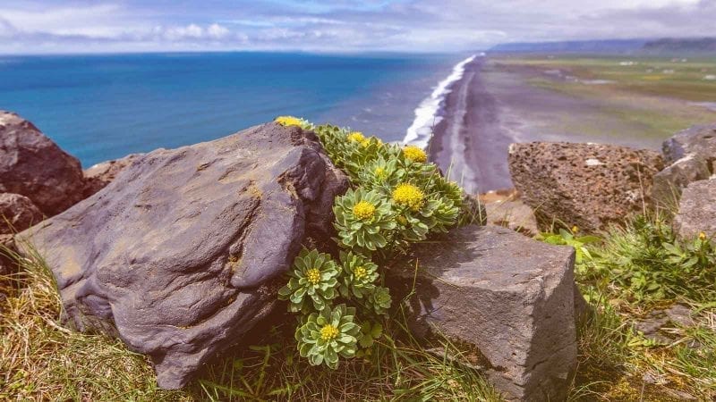 Rhodiola rosea