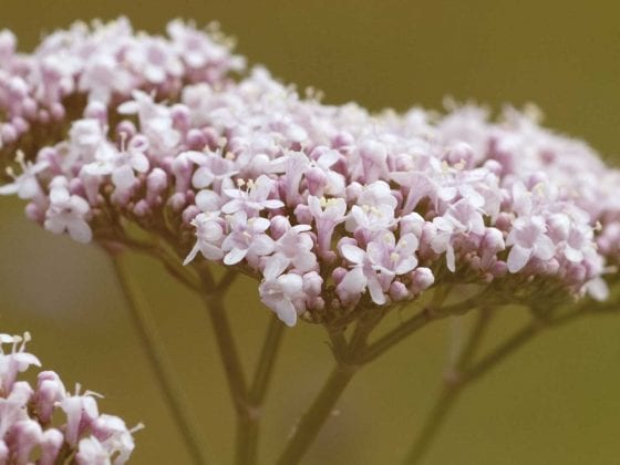 baldrianblüten