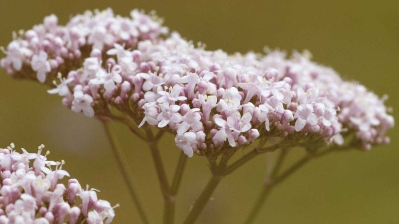 baldrianblüten