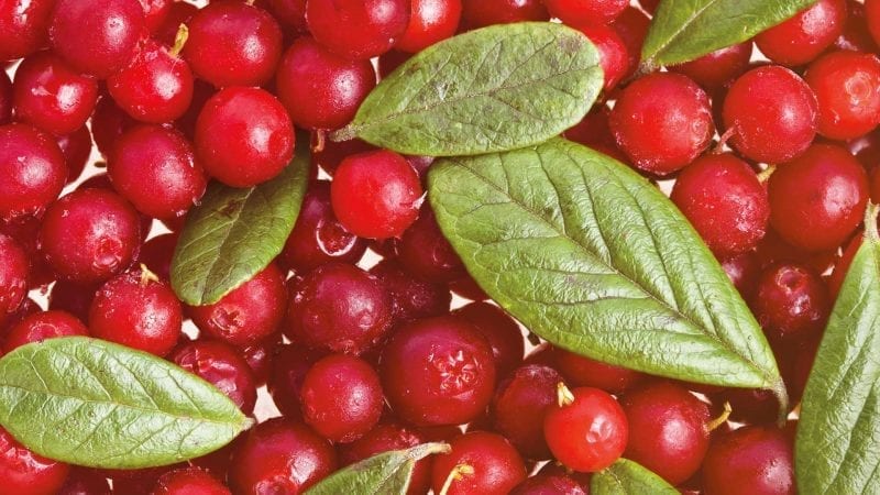 Cranberry mit Blättern