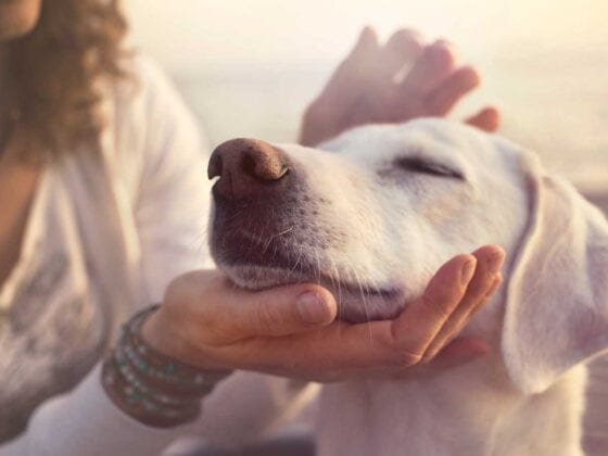 Hund wird gestreichelt