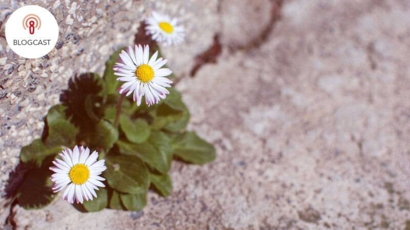 margeriten blueten