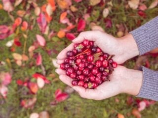 Frau hält Cranberrys in den Händen