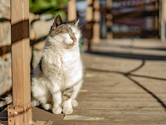 Katze in der Sonne